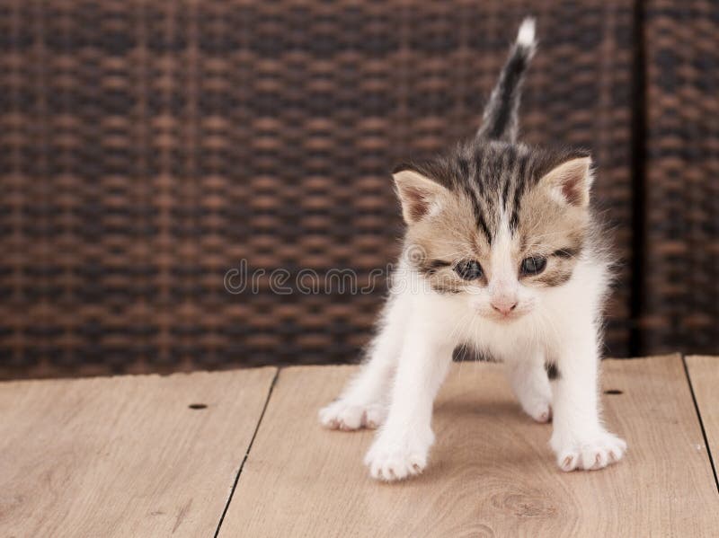 Kotek zdjęcie royalty free