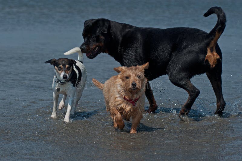 3 pieces of strange dogs meet and begin to play on the beach ..... Rottweiler and Terrier. 3 pieces of strange dogs meet and begin to play on the beach ..... Rottweiler and Terrier