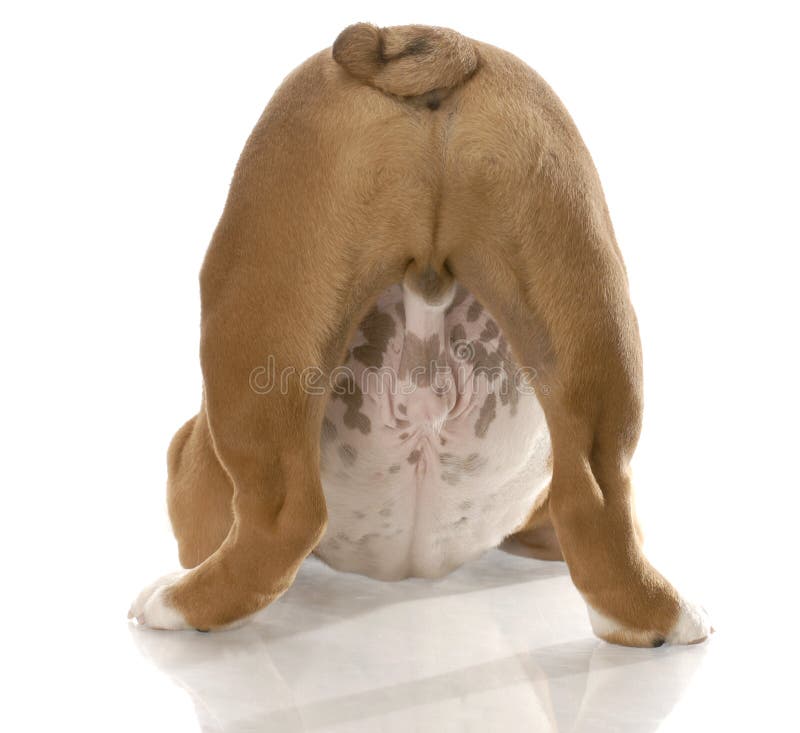 English bulldog puppy from the backside view with body in playful stance. English bulldog puppy from the backside view with body in playful stance