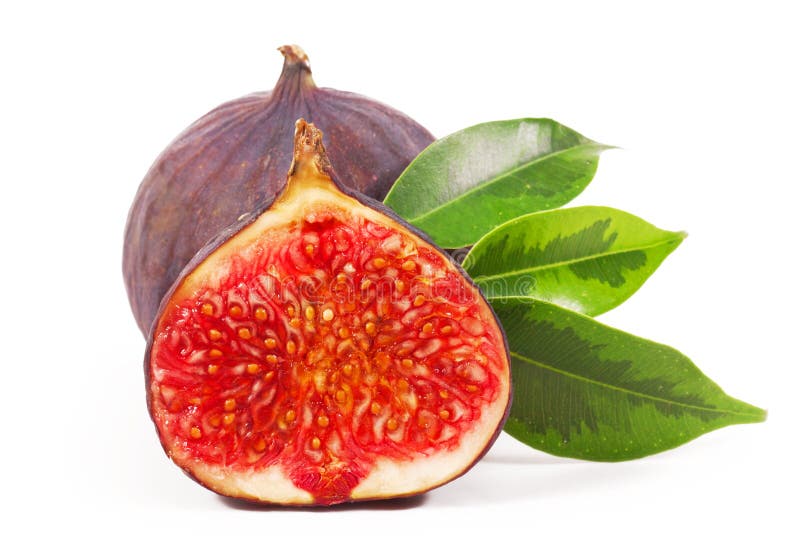 Figo fotos de stock royalty free