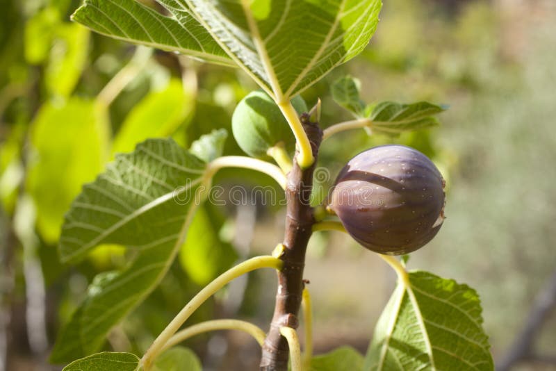 Figs