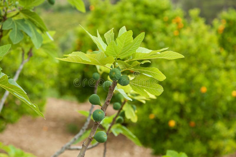 Figs branch stock photo. Image of vitamin, orchard, fruits 74581656