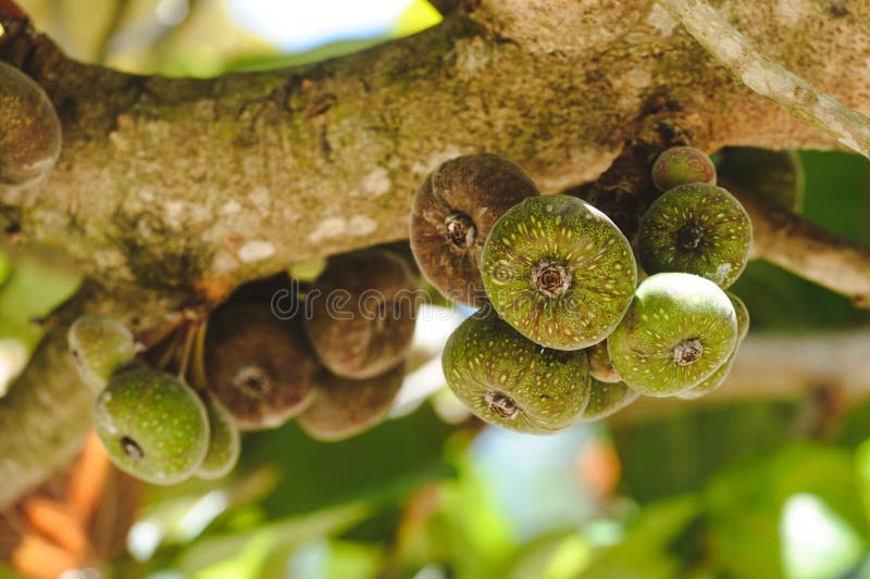 Figs Fruit on a Tree in Orchard Closeup Stock Image Image of