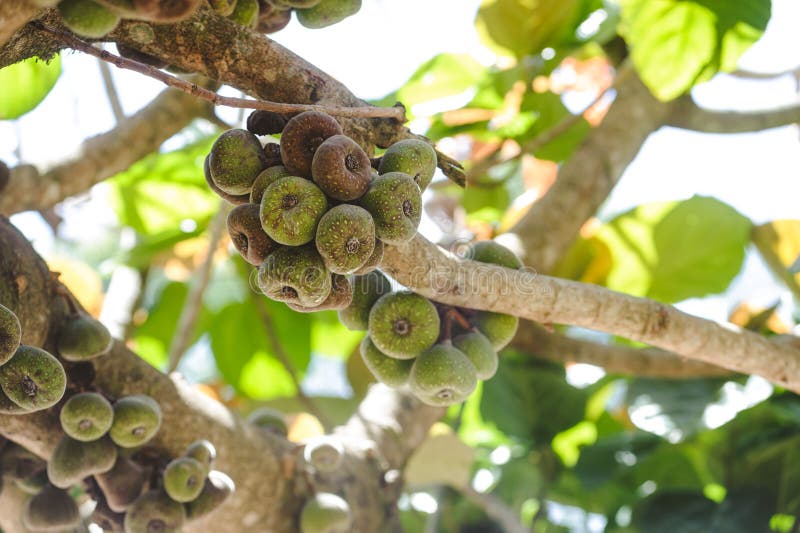 Figs Fruit on a Tree in Orchard Closeup Stock Photo Image of ficus