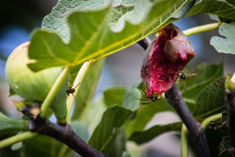 Figs Ripe on a Tree Branch, Fig Tree with Bees Eating Stock Image