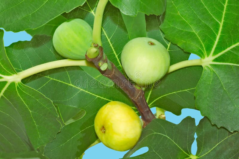 Figs Ripen on the Tree Fruit Stock Photo Image of leaves, stem 33528806