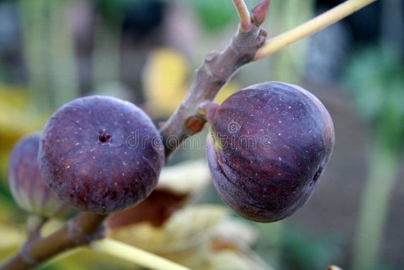Figs stock photo. Image of sweet, fruits, fruit, branch 33600704