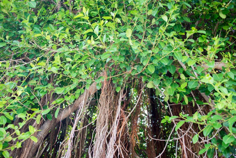 A close relative of the Strangler Fig. A close relative of the Strangler Fig