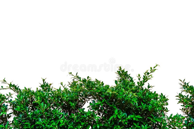 Climbing fig green tree isolated on white background. Climbing fig green tree isolated on white background