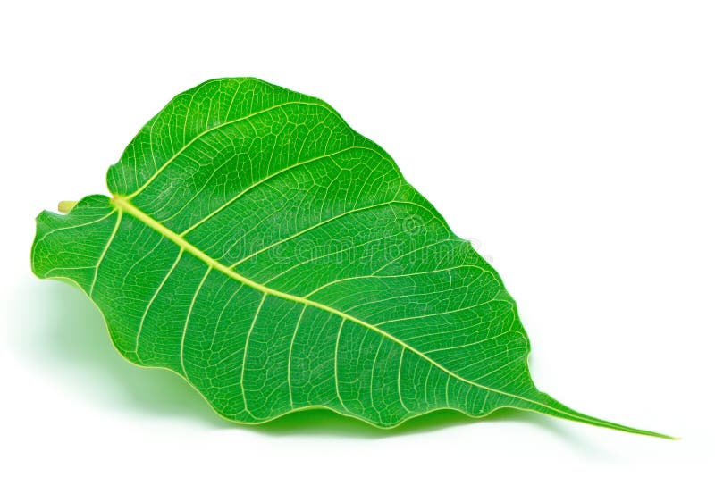 Sacred Fig leaf, isolated on a white background. Sacred Fig leaf, isolated on a white background