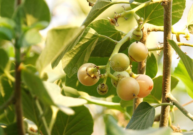 A bunch of Green figs in a tree. A bunch of Green figs in a tree