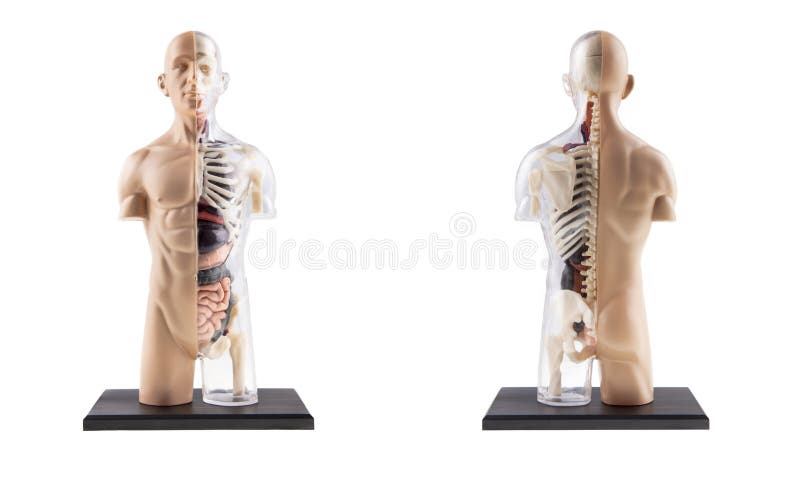 Figura corte transversal del cuerpo humano imágenes de archivo libres de regalías Figura corte transversal del cuerpo humano imágenes de archivo libres de regalías