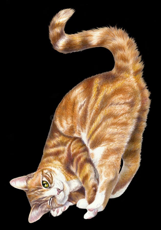 Como desenhar um gato realista usando apenas lápis de cor. 