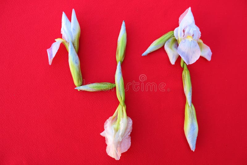 Figure 41 of White Iris Flowers on a Red Background. Arabic Numerals