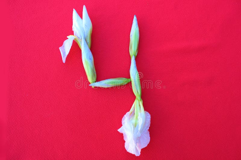 Figure 4 of White Iris Flowers on a Red Background. Arabic Numerals