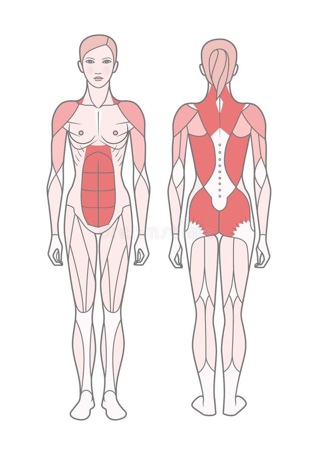 Muscle groups of a muscular female body with pecs, abs, deltoids