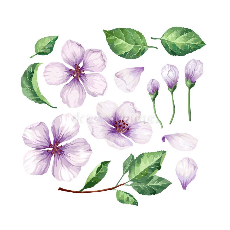 Fije, colección de flores de Apple, los pétalos y las hojas aislados en el fondo blanco libre illustration Fije, colección de flores de Apple, los pétalos y las hojas aislados en el fondo blanco libre illustration