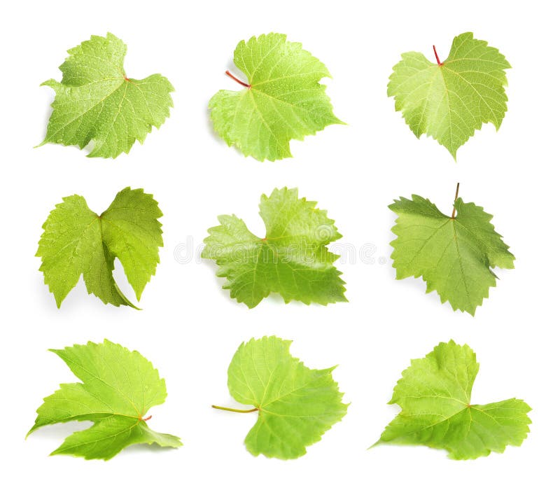 Fije con las hojas verdes de la uva fotos de archivo Fije con las hojas verdes de la uva fotos de archivo