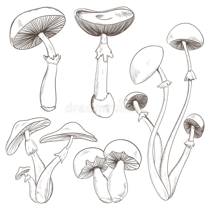 Fije con una variedad de setas del vintage stock de ilustración Fije con una variedad de setas del vintage stock de ilustración