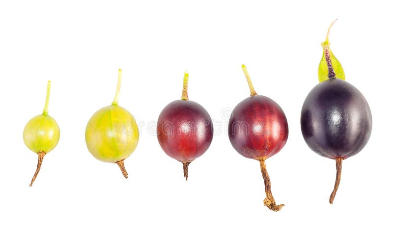 Fije de etapas de la maduración de la fruta de la grosella negra en un blanco imagen de archivo libre de regalías Fije de etapas de la maduración de la fruta de la grosella negra en un blanco imagen de archivo libre de regalías