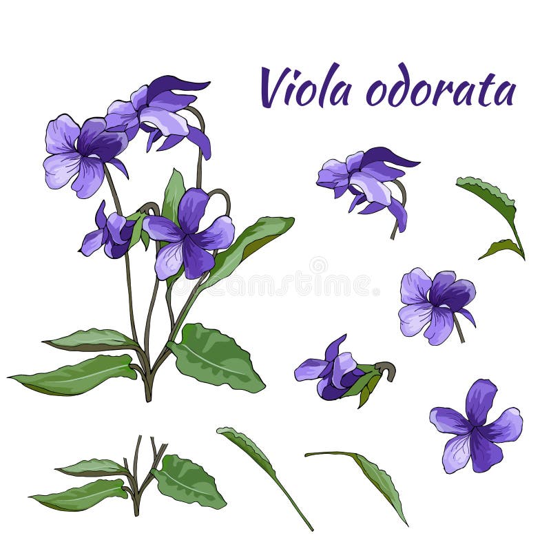 Fije de las flores violetas violetas en un fondo ligero Elemento del diseño floral a mano Para el papel pintado, diseño de la mat ilustración del vector Fije de las flores violetas violetas en un fondo ligero Elemento del diseño floral a mano Para el papel pintado, diseño de la mat ilustración del vector