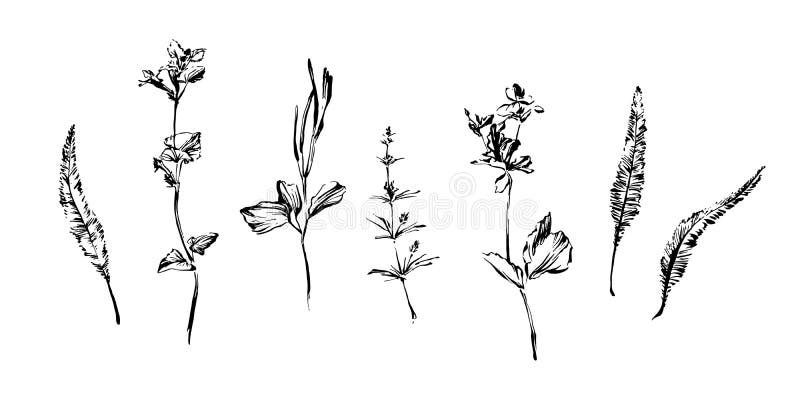 Fije de las plantas exhaustas de la mala hierba de la pintura del cepillo de la mano Elementos abstractos del estilo del Grunge p ilustración del vector Fije de las plantas exhaustas de la mala hierba de la pintura del cepillo de la mano Elementos abstractos del estilo del Grunge p ilustración del vector