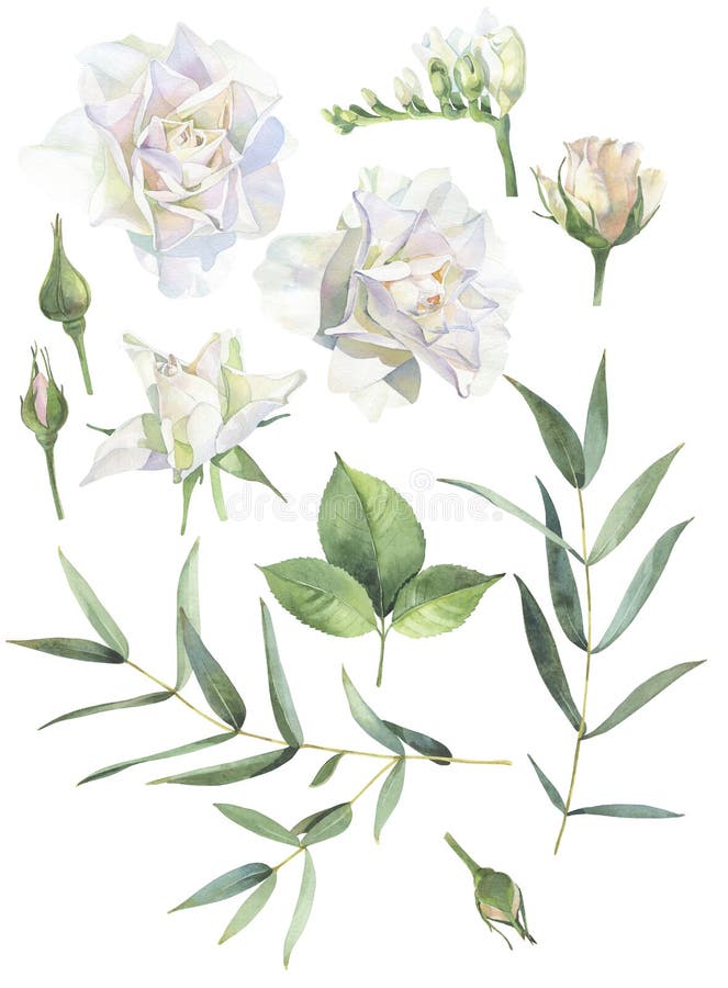 Fije de las rosas blancas y de los brotes de la acuarela ilustración del vector Fije de las rosas blancas y de los brotes de la acuarela ilustración del vector