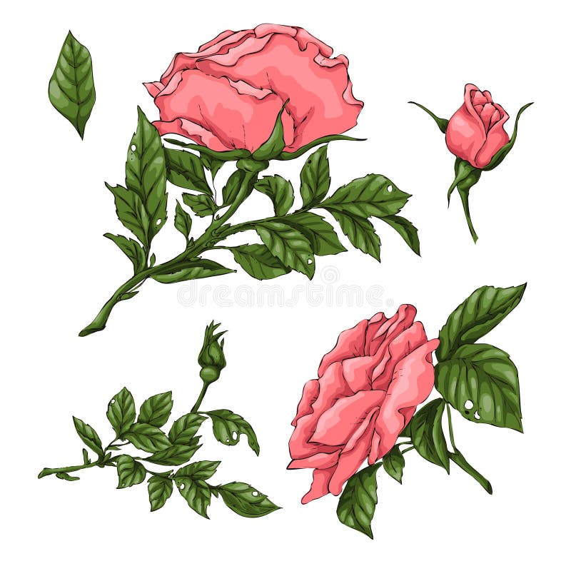 Fije de las rosas coralinas Gr?fico de la mano ilustración del vector Fije de las rosas coralinas Gr?fico de la mano ilustración del vector