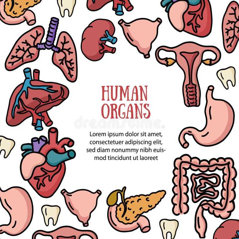 Órganos De Piezas Internos Del Cuerpo Humano Fijados Aislados