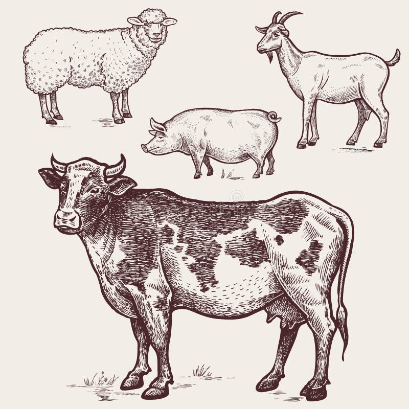 Fije las aves de corral - vaca, oveja, cerdo, cabra Animales del campo stock de ilustración Fije las aves de corral - vaca, oveja, cerdo, cabra Animales del campo stock de ilustración