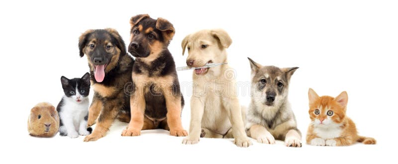 Fije los animales domésticos foto de archivo libre de regalías Fije los animales domésticos foto de archivo libre de regalías