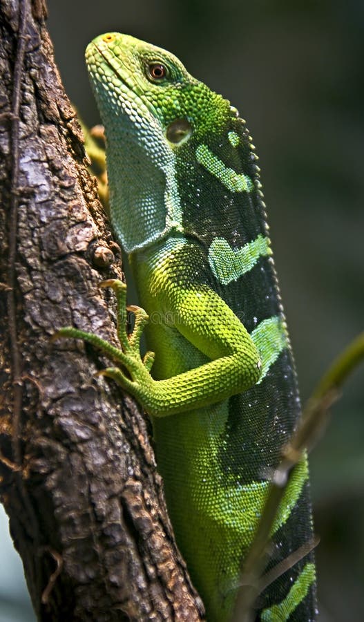 Fiji banded iguana 2