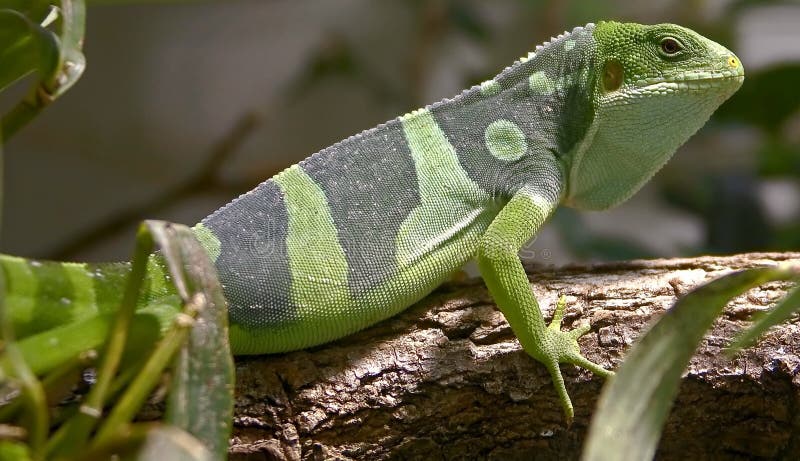 Fiji banded iguana 3