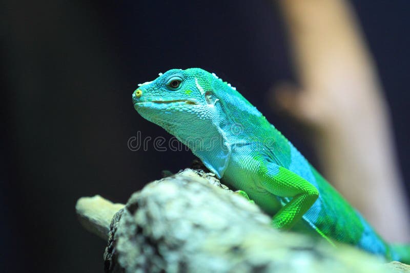 Fiji banded iguana