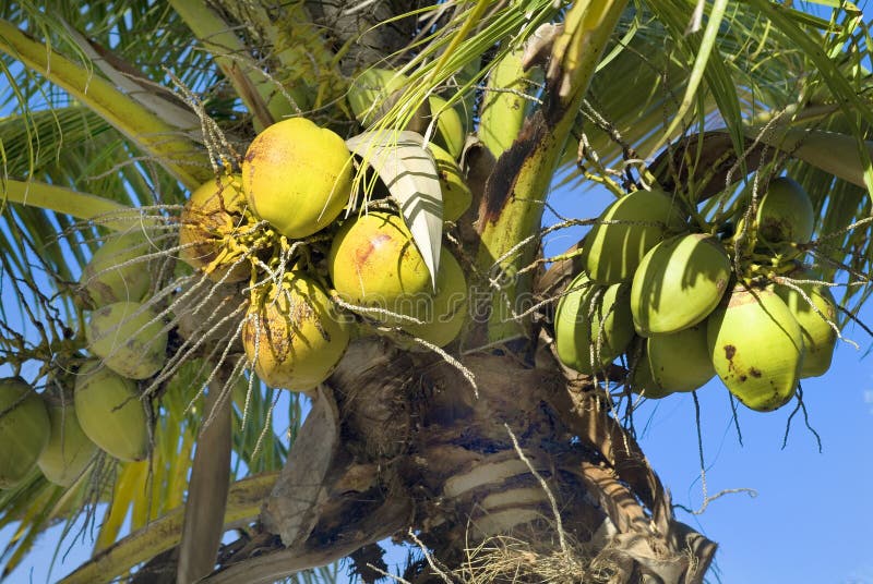 Fiji, Coconut palm stock image. Image of palm, fruit - 96411619