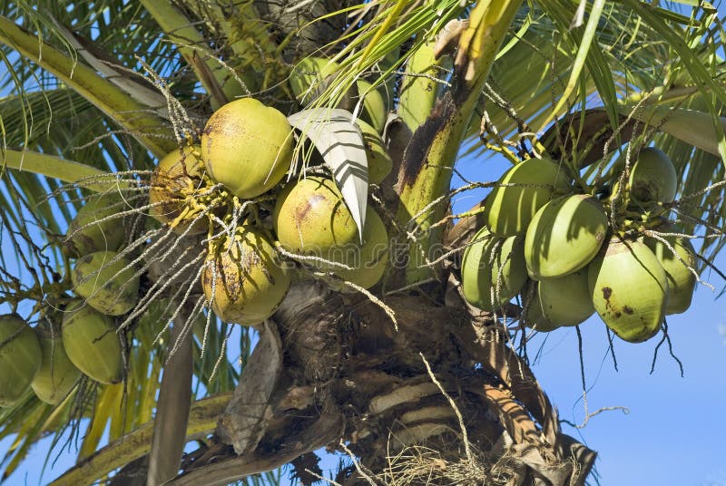 Fiji, Coconut stock photo. Image of malolo, lailai, melanesia - 68803194