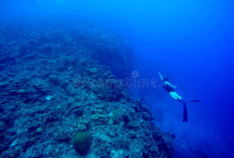 Fiji Freediver stock image Fiji Freediver stock image