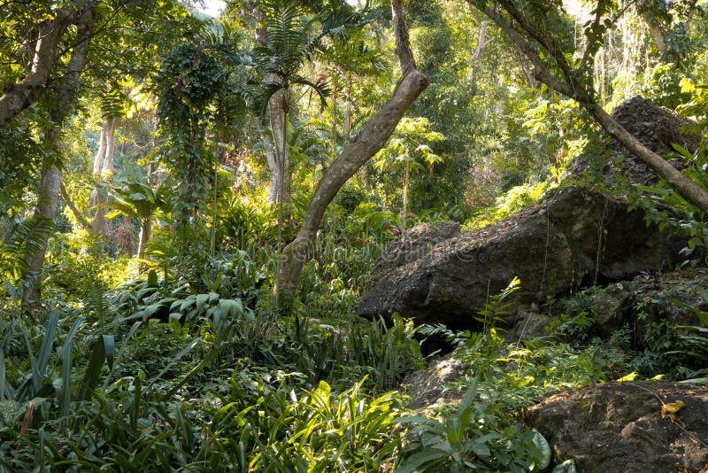 Fijian tropical jungle