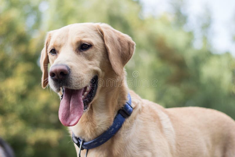 Fijne glimlach-labrador in de openlucht stock foto Fijne glimlach-labrador in de openlucht stock foto