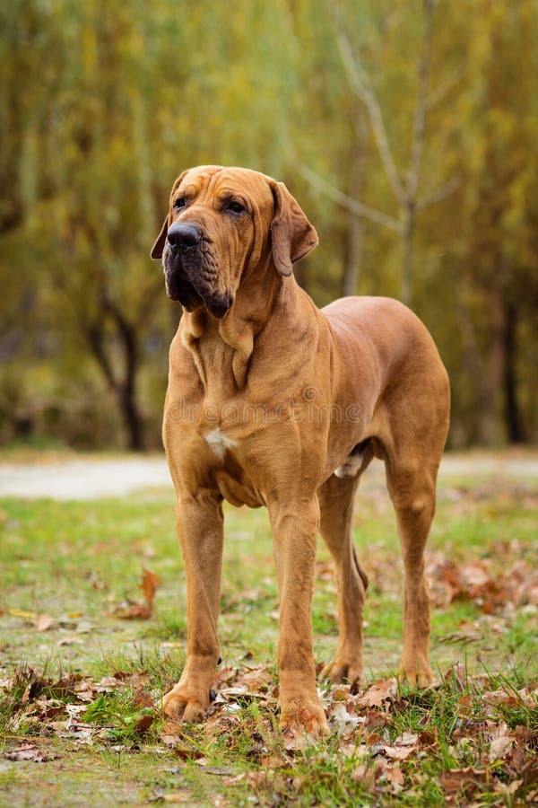 Fila Brasileiro Dog Portrait, Autumn Scene Stock Photo - Image of  attentive, game: 134239354