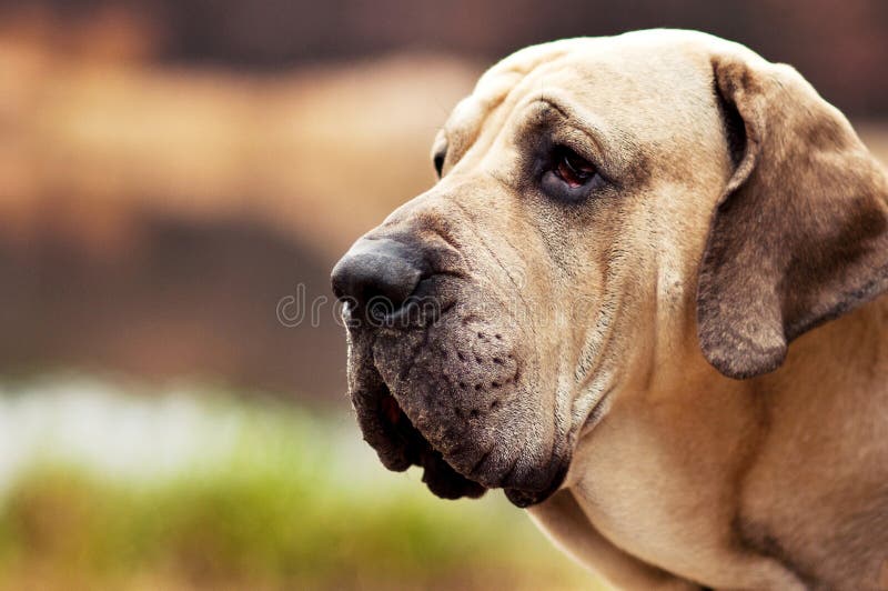 Fila Brasileiro dog portrait, autumn scene stock photos Fila Brasileiro dog portrait, autumn scene stock photos