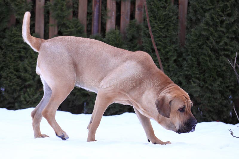 Fila Brasileiro Dog Portrait, Autumn Scene Stock Image - Image of breed,  huge: 134239671