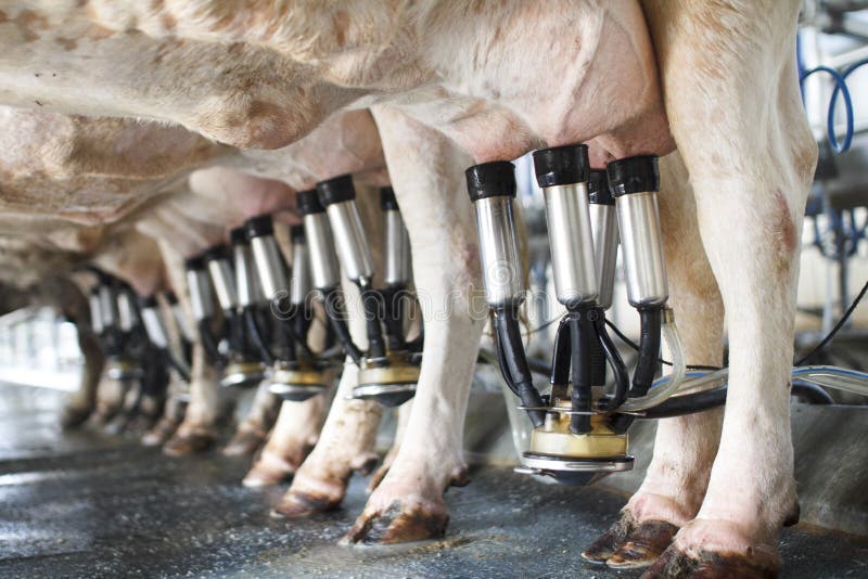 Row of cows being milked in milk shed. Row of cows being milked in milk shed.