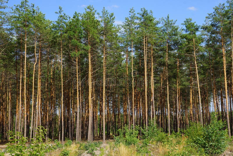 Fila dei pini coniferi verdi alti al bordo della foresta contro il cielo fotografie stock libere da diritti Fila dei pini coniferi verdi alti al bordo della foresta contro il cielo fotografie stock libere da diritti