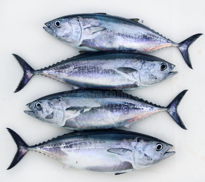 Fila del retén del thynnus del Thunnus de los pescados de atún del Bluefin cuatro imagen de archivo Fila del retén del thynnus del Thunnus de los pescados de atún del Bluefin cuatro imagen de archivo