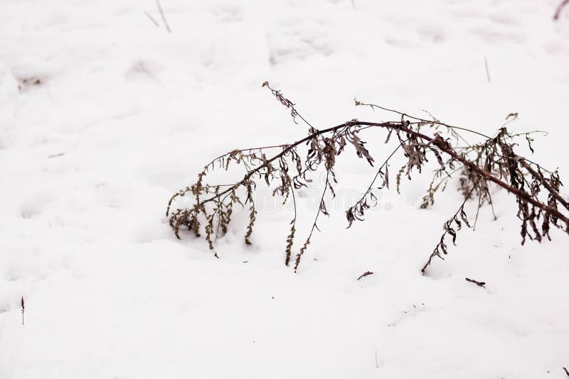 Filamento di una pianta secca sulla neve bianca. Filamento di una pianta asciutta su una neve bianca chiusa da vicino