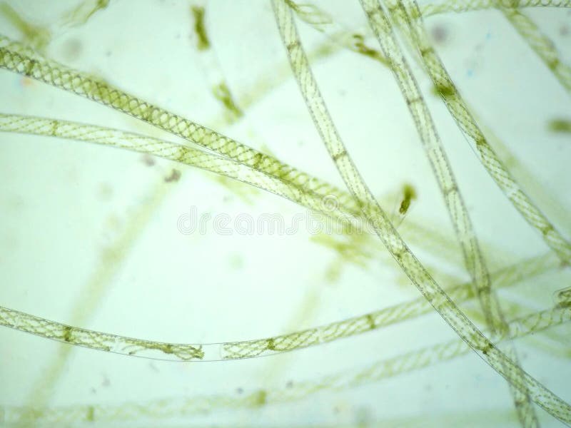 Filamentous algae royalty free stock photos Filamentous algae royalty free stock photos