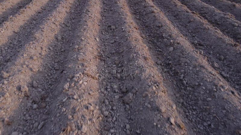 Filas altas planas largas surgen para patatas recién plantadas en una zona agrícola rural. tierras preparadas para la siembra