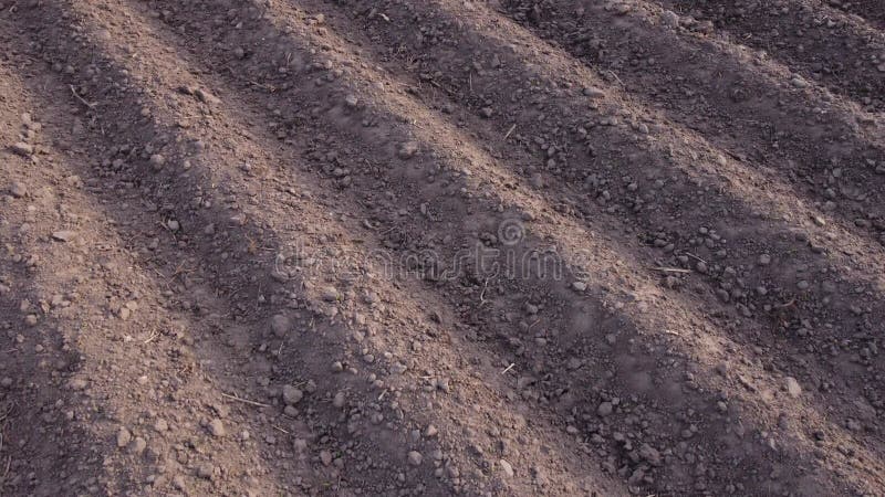 Filas altas planas largas surgen para patatas recién plantadas en una zona agrícola rural. tierras preparadas para la siembra