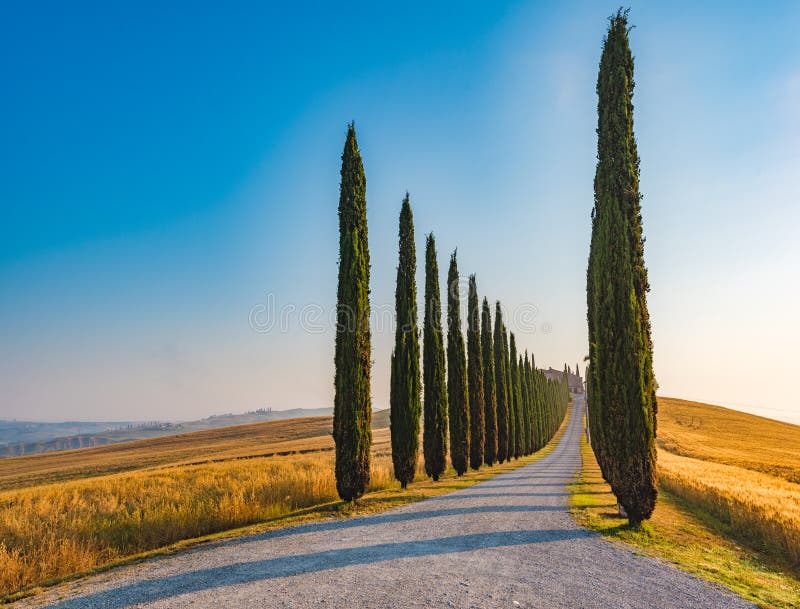 Neat rows and shadows of the cypresses, famous Tuscan trees/ Poggio Covili near Pienza. Neat rows and shadows of the cypresses, famous Tuscan trees/ Poggio Covili near Pienza.